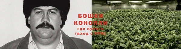 прущие грибы Белоозёрский